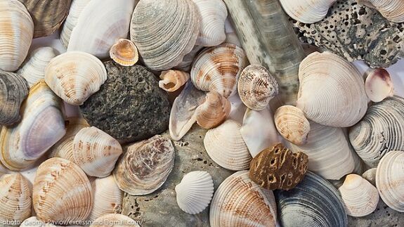 sea ​​shells as a talisman of good fortune