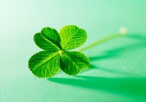 Among the plants there are charms that can protect against negativity, one of which is clover