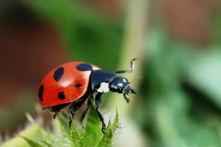 good luck charm - ladybug